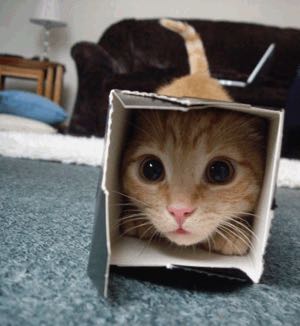 cat-in-a-box01-1