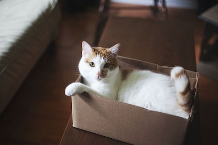 cat-in-a-box04-1