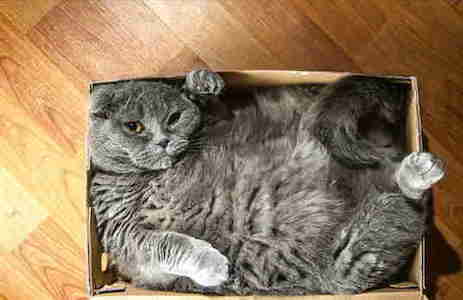cat-in-a-box10-1